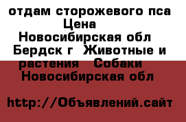 отдам сторожевого пса › Цена ­ 1 - Новосибирская обл., Бердск г. Животные и растения » Собаки   . Новосибирская обл.